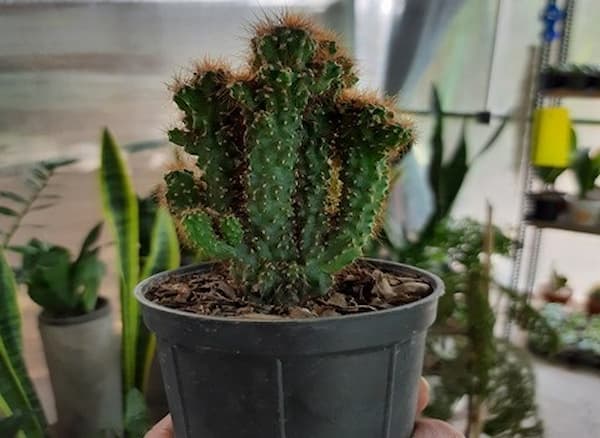 تصویر 3 از قیمت خرید خاک کاکتوس صخره ای بهسازان + فروش ویژه